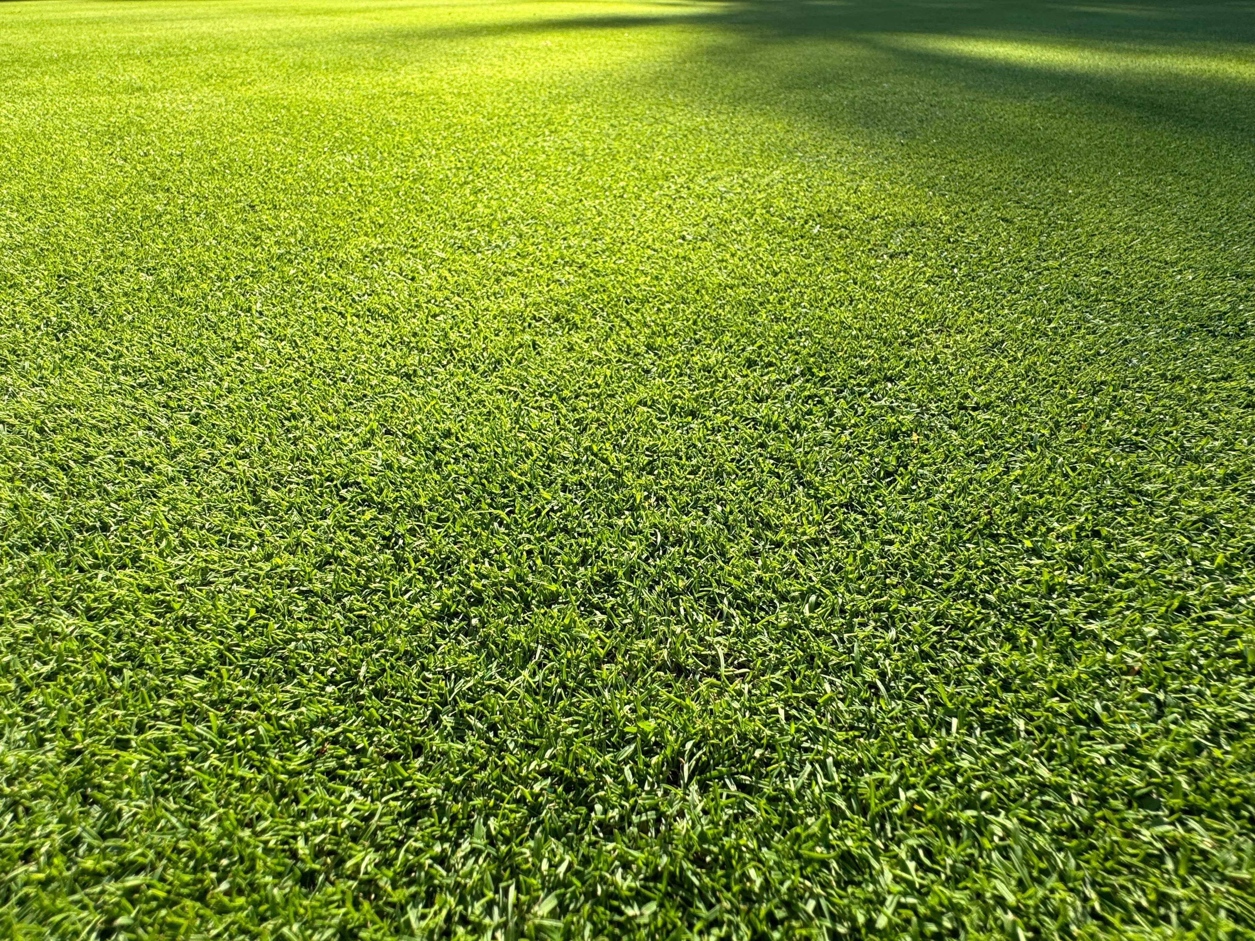 Rollrasenpflege, Rasenpflege, Rollrasenexperte, Garten, Gartenpflege, Profirasen, Rasen, Rasenexperte, Rasenblog, Blog, Blogbeitrag, Rasenwissen, Rasentipps, Lolium perenne, Poa Pratensis, Festuca