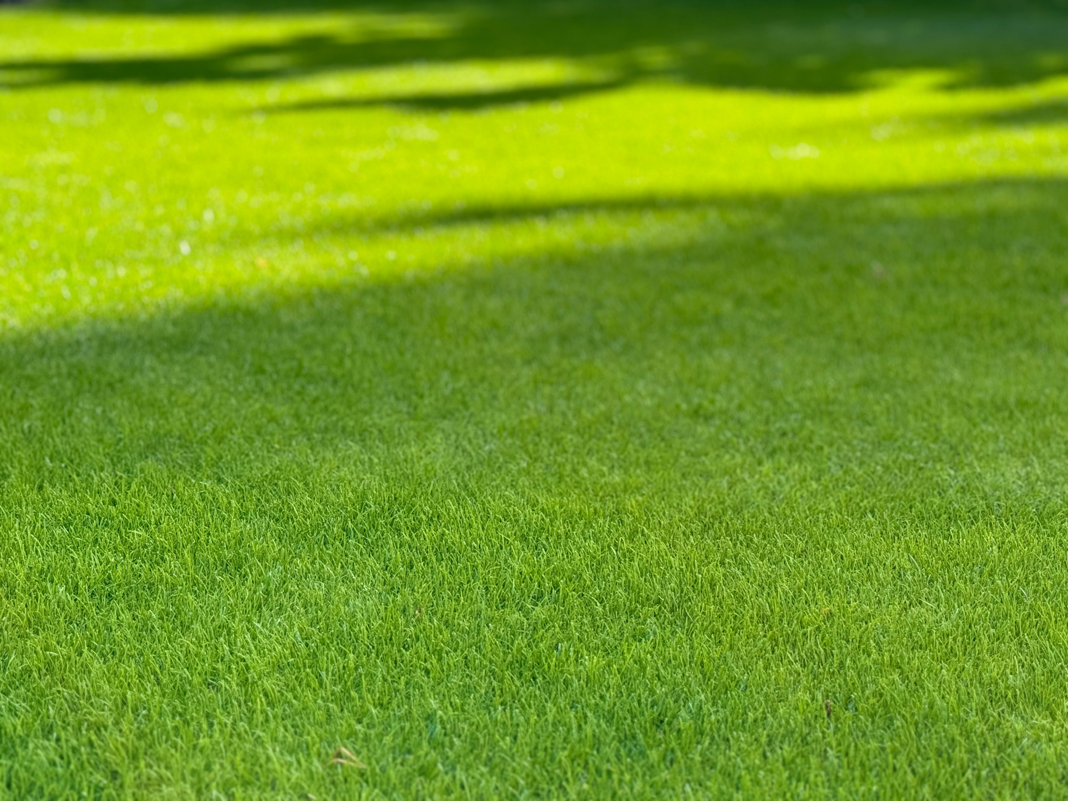 Rollrasenpflege, Rasenpflege, Rollrasenexperte, Garten, Gartenpflege, Profirasen, Rasen, Rasenexperte, Rasenblog, Blog, Blogbeitrag, Rasenwissen, Rasentipps, Schattenrasen, Rollrasen im Schatten