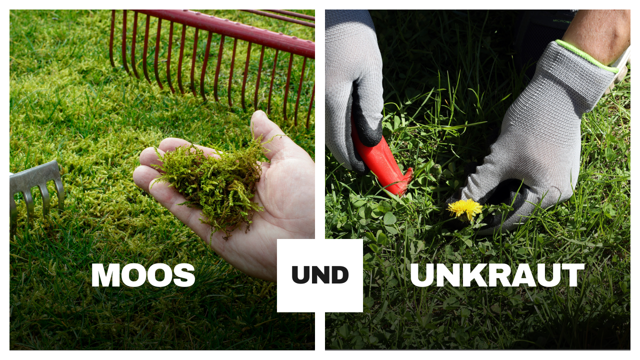Rollrasenpflege, Rasenpflege, Rollrasenexperte, Garten, Gartenpflege, Profirasen, Rasen, Rasenexperte, Rasenblog, Blog, Blogbeitrag, Rasenwissen, Rasentipps, Moos, Unkraut