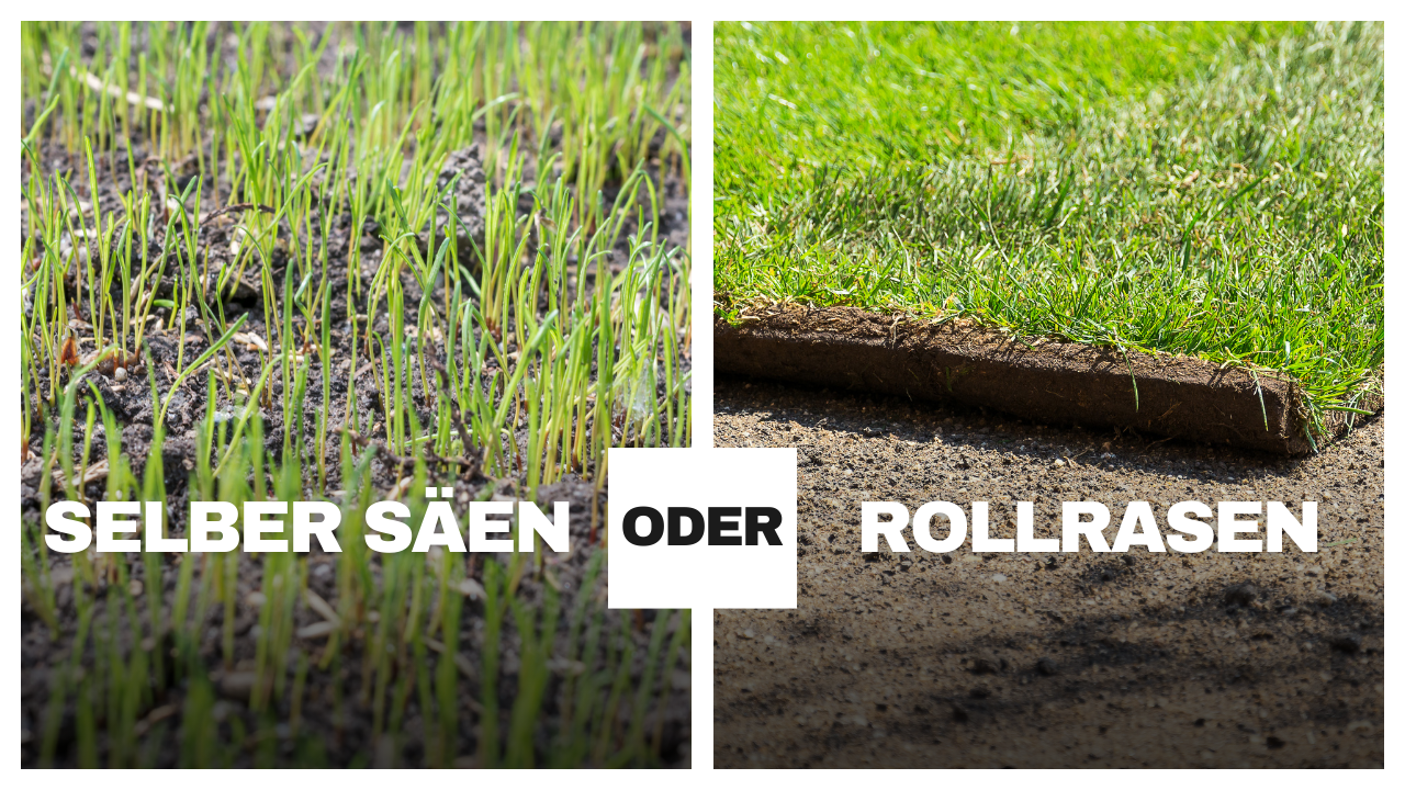 Rollrasenpflege, Rasenpflege, Rollrasenexperte, Garten, Gartenpflege, Profirasen, Rasen, Rasenexperte, Rasenblog, Blog, Blogbeitrag, Rasenwissen, Rasentipps