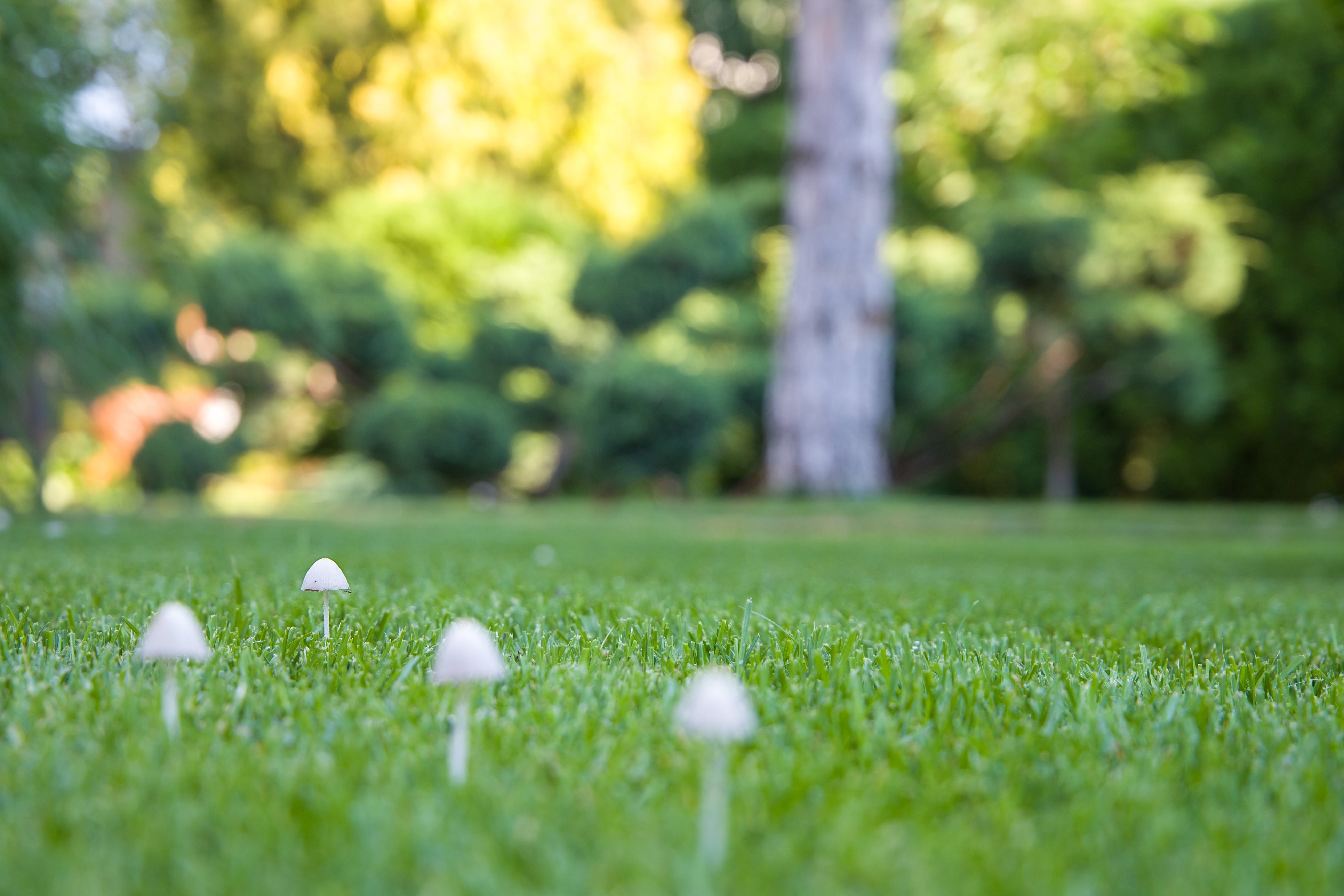 Rollrasenpflege, Rasenpflege, Rollrasenexperte, Garten, Gartenpflege, Profirasen, Rasen, Rasenexperte, Rasenblog, Blog, Blogbeitrag, Rasenwissen, Rasentipps, Pilze, Rasenpilze, Herbst