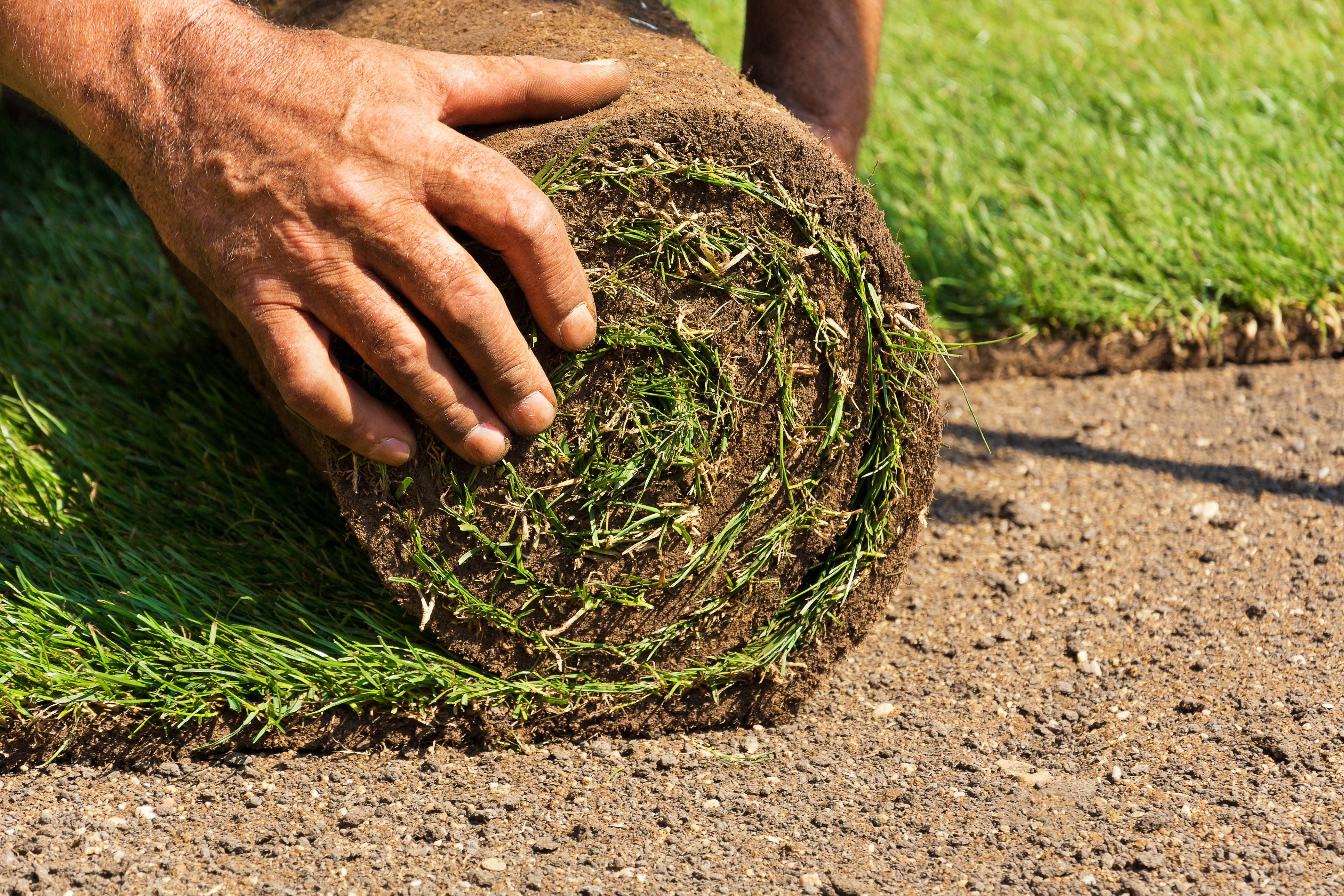 Rollrasen, Rasen, Fertigrasen, Rollrasenexperte, Expertenrasen, Profirasen, Garten, Gartenpflege, Rasenpflege