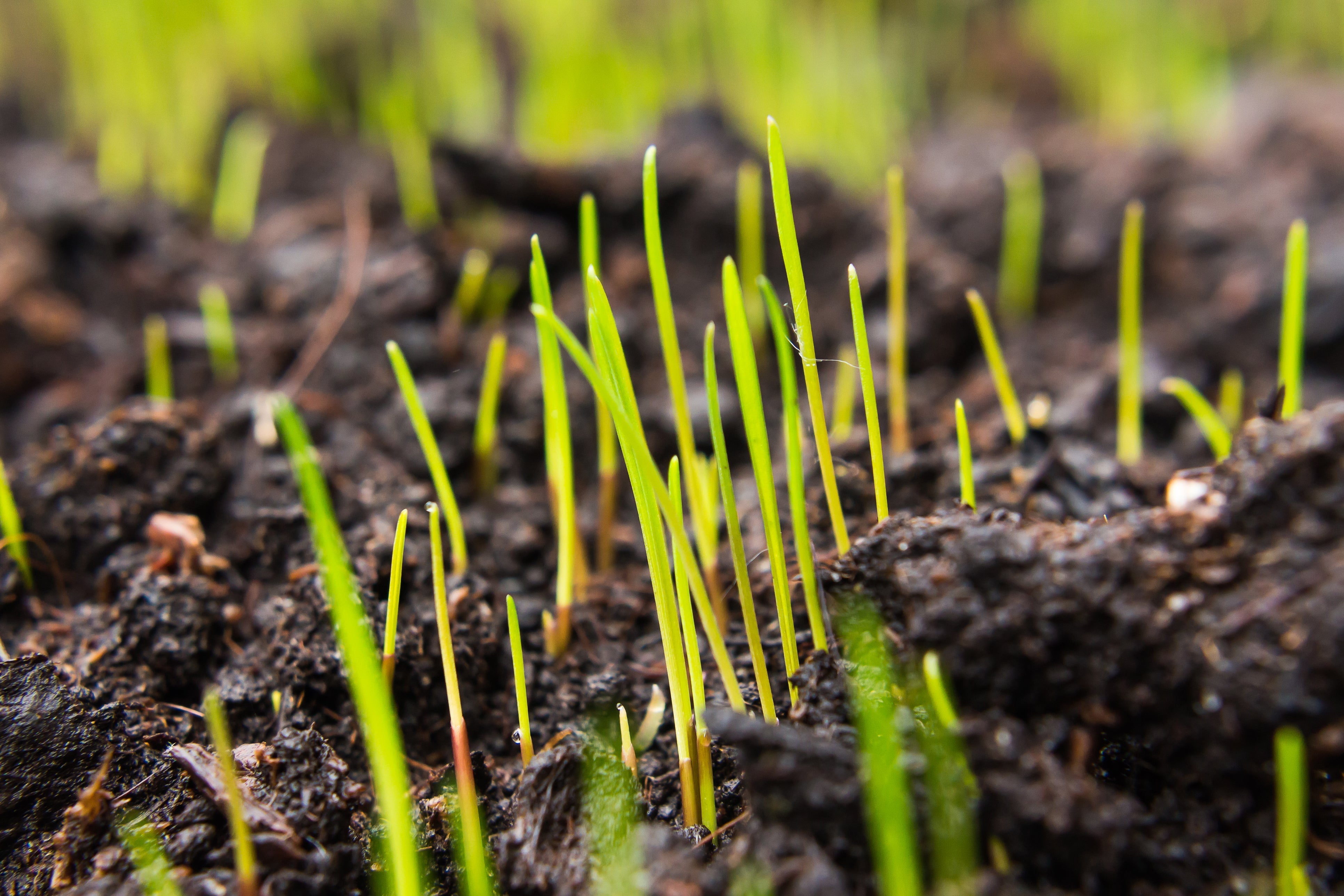 Rollrasenpflege, Rasenpflege, Rollrasenexperte, Garten, Gartenpflege, Profirasen, Rasen, Rasenexperte, Rasenblog, Blog, Blogbeitrag, Rasenwissen, Rasentipps, Nachsaat, Rasen säen, Rasensaat, Keimzeit, Rasenarten