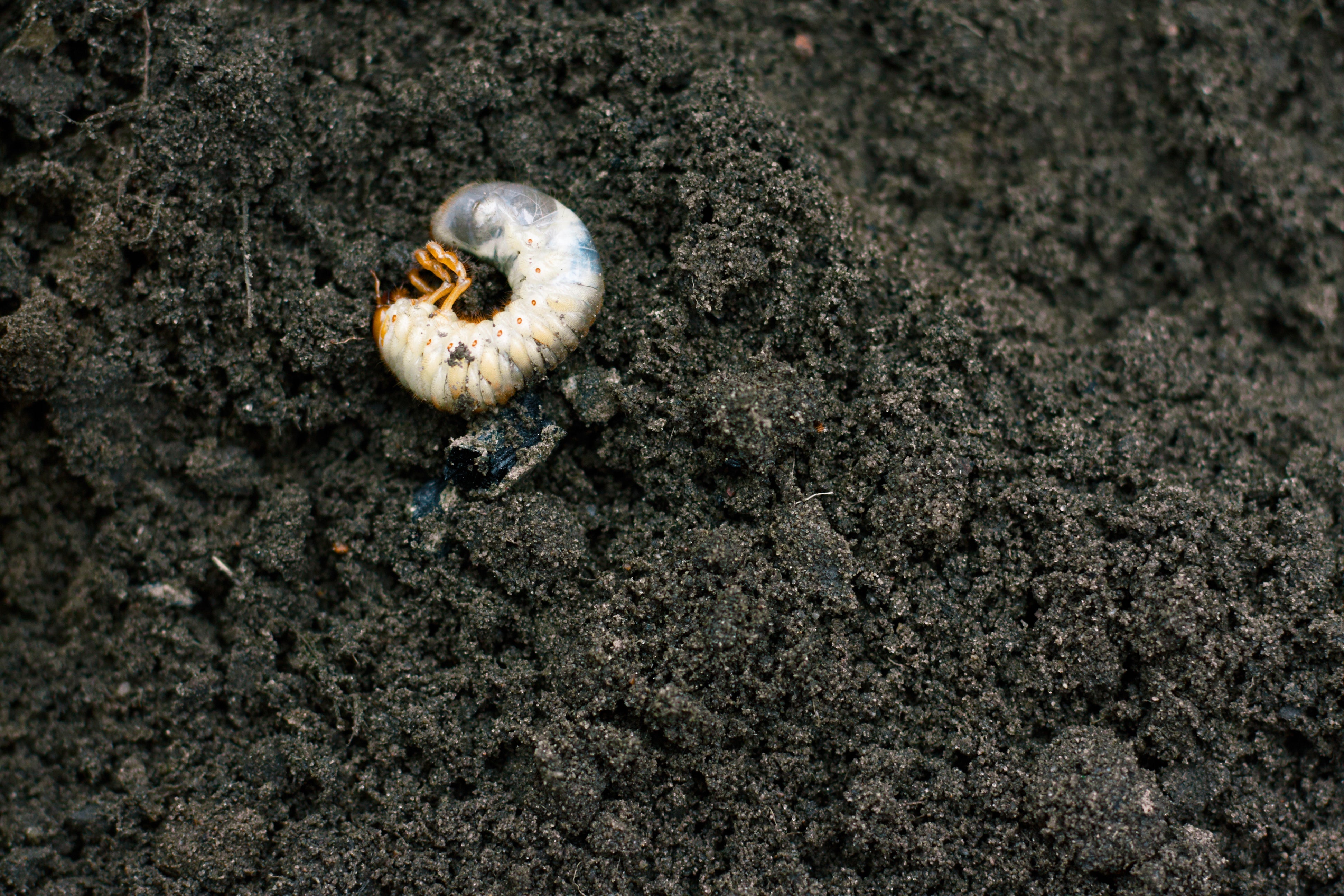 Rollrasenpflege, Rasenpflege, Rollrasenexperte, Garten, Gartenpflege, Profirasen, Rasen, Rasenexperte, Rasenblog, Blog, Blogbeitrag, Rasenwissen, Rasentipps, Tipula, Würmer, Ameisen, Engerlinge