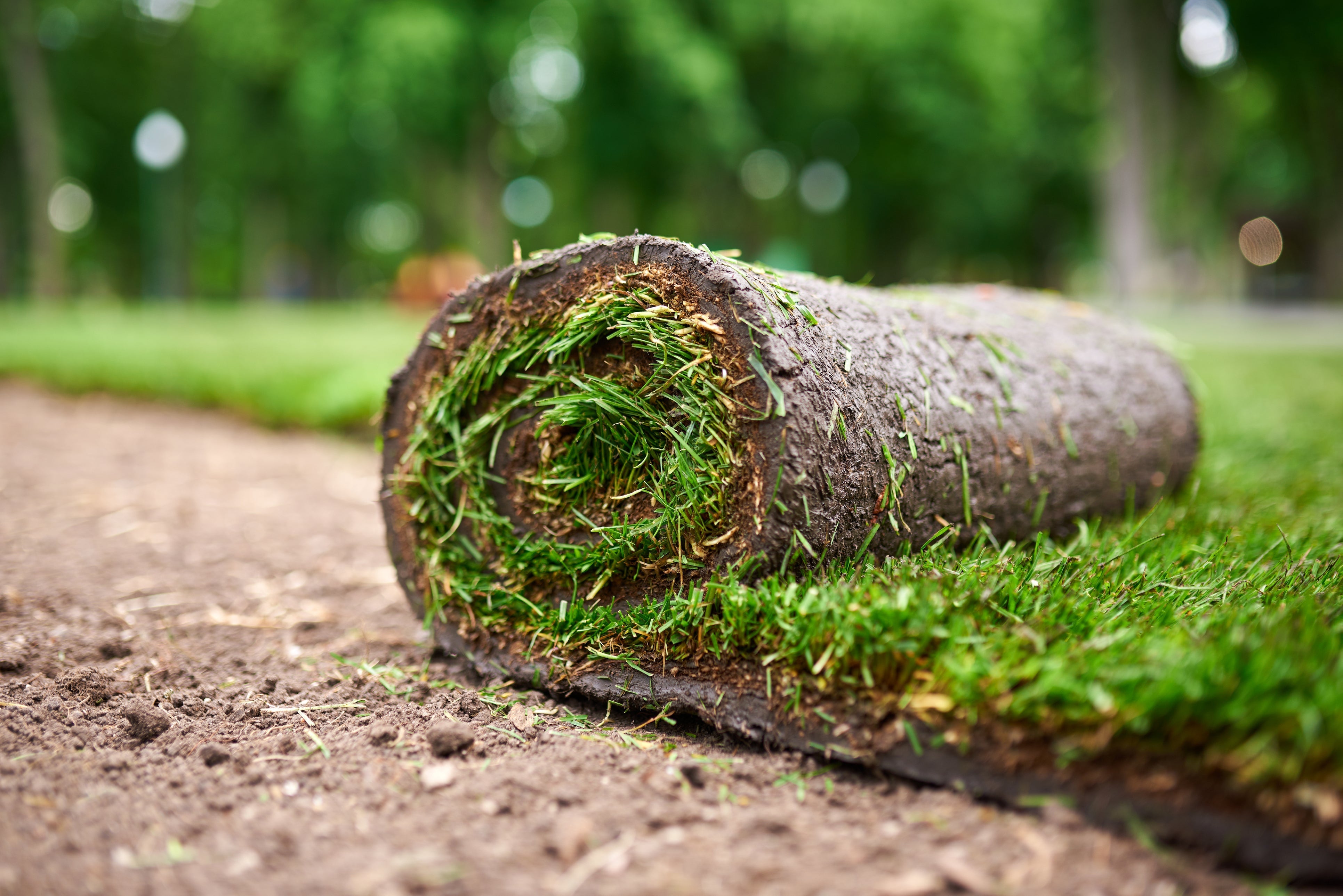 Rollrasenpflege, Rasenpflege, Rollrasenexperte, Garten, Gartenpflege, Profirasen, Rasen, Rasenexperte, Rasenblog, Blog, Blogbeitrag, Rasenwissen, Rasentipps, Rollrasen verlegen