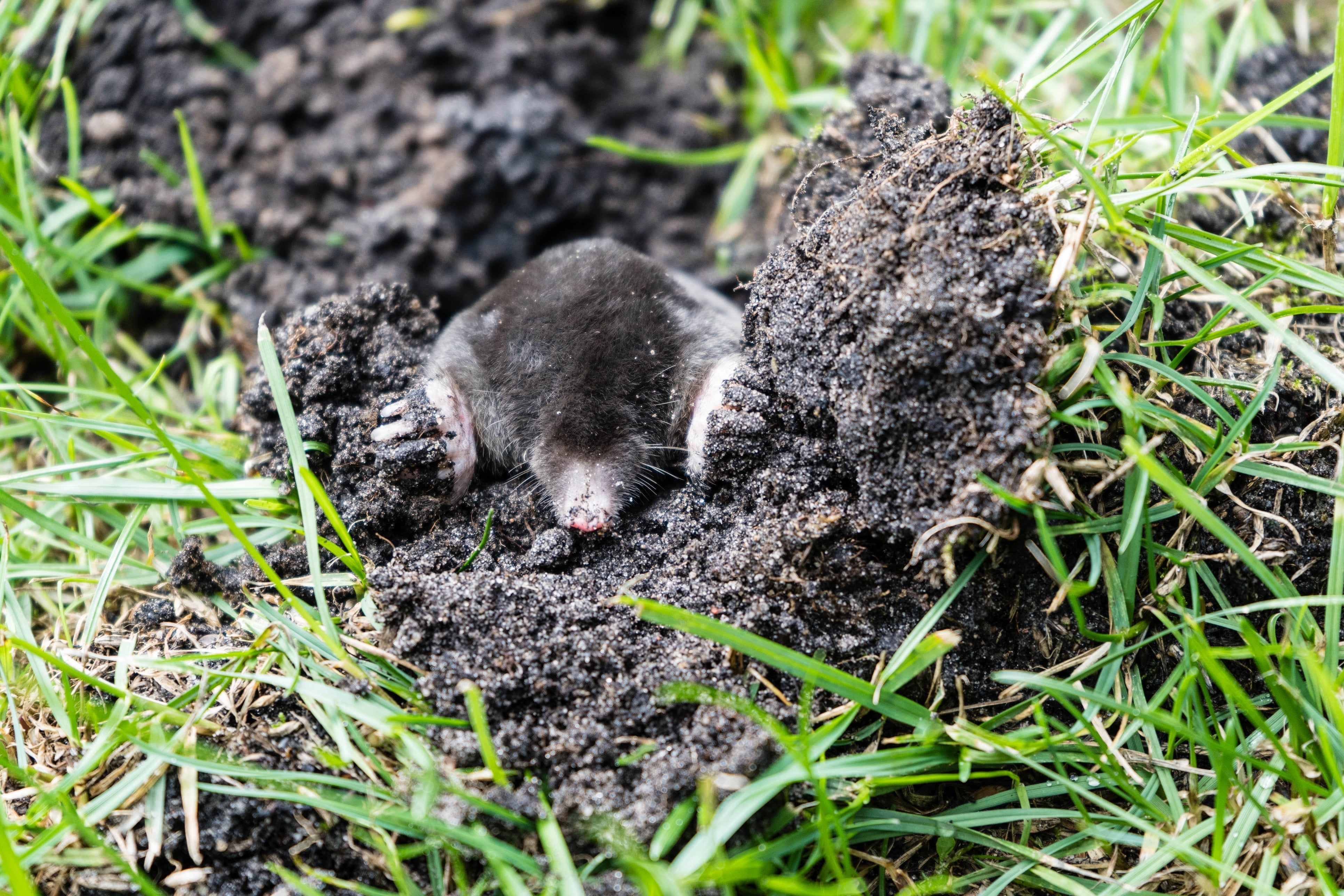 Rollrasenpflege, Rasenpflege, Rollrasenexperte, Garten, Gartenpflege, Profirasen, Rasen, Rasenexperte, Rasenblog, Blog, Blogbeitrag, Rasenwissen, Rasentipps, Maulwurf, Maulwurf im Rasen
