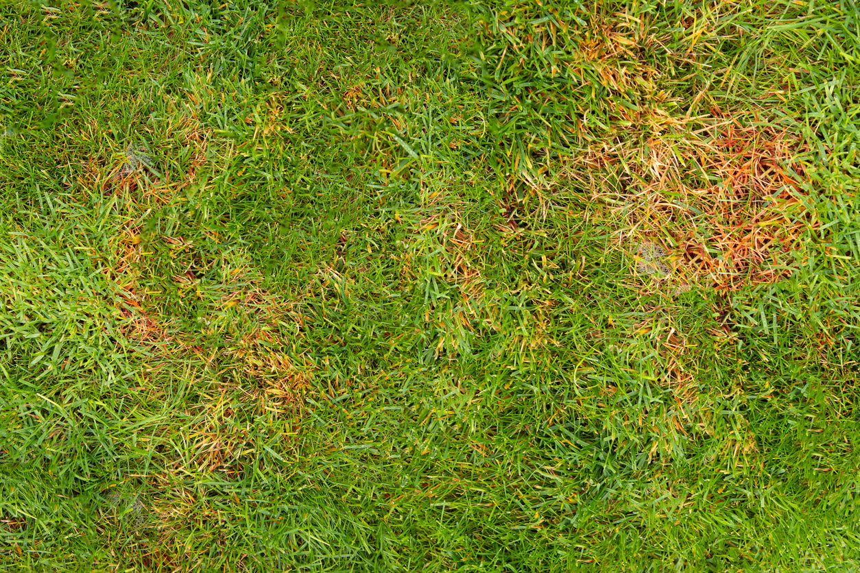 Rollrasenpflege, Rasenpflege, Rollrasenexperte, Garten, Gartenpflege, Profirasen, Rasen, Rasenexperte, Rasenblog, Blog, Blogbeitrag, Rasenwissen, Rasentipps, Rasenkrankheiten, Schneeschimmel, Dollarspot, Rotspitzigkeit, Rasenrost, Rasen kaputt