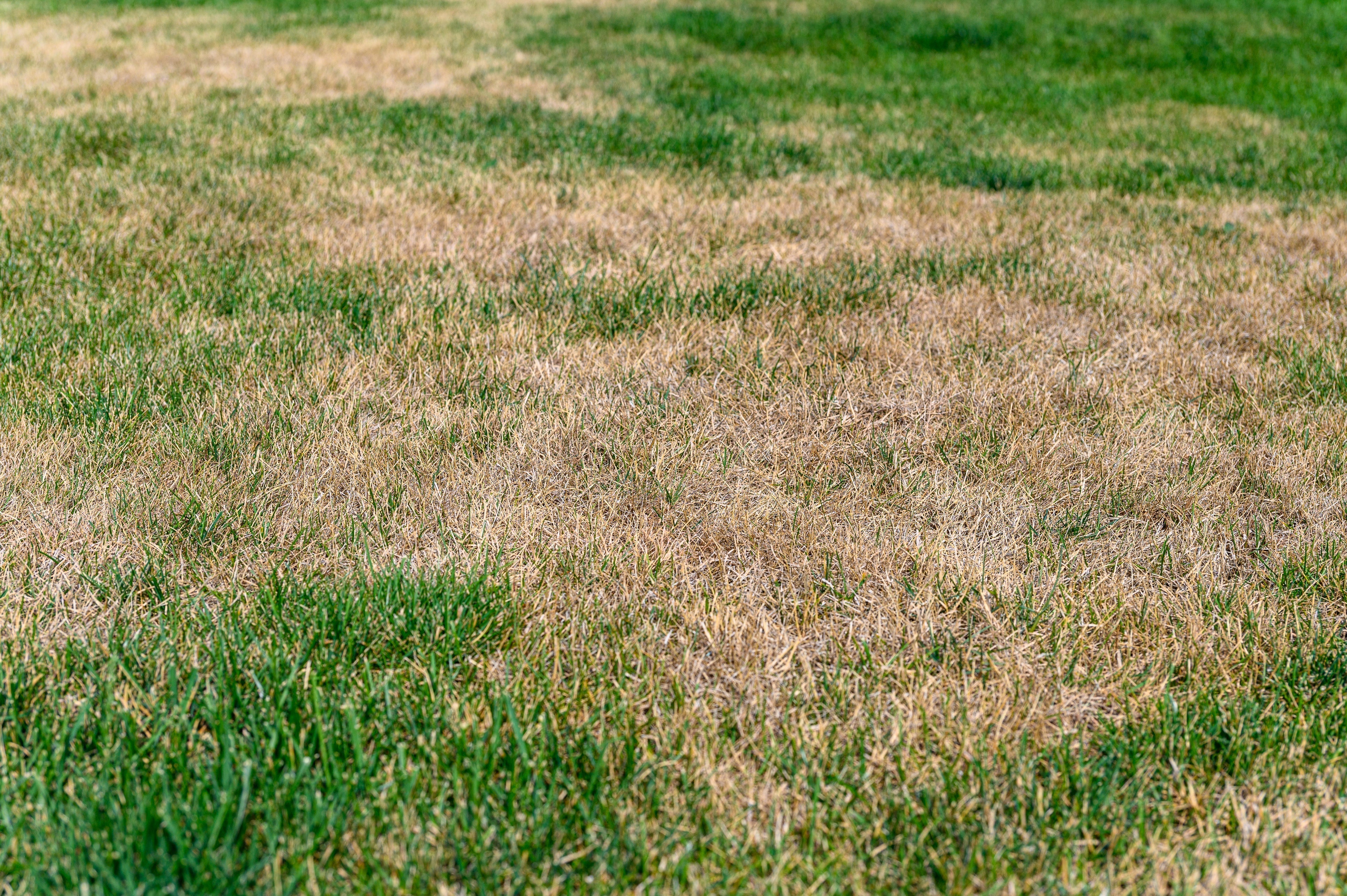 Rollrasenpflege, Rasenpflege, Rollrasenexperte, Garten, Gartenpflege, Profirasen, Rasen, Rasenexperte, Rasenblog, Blog, Blogbeitrag, Rasenwissen, Rasentipps, trockener Rasen, Hydrophobie, Rasen vertrocknet