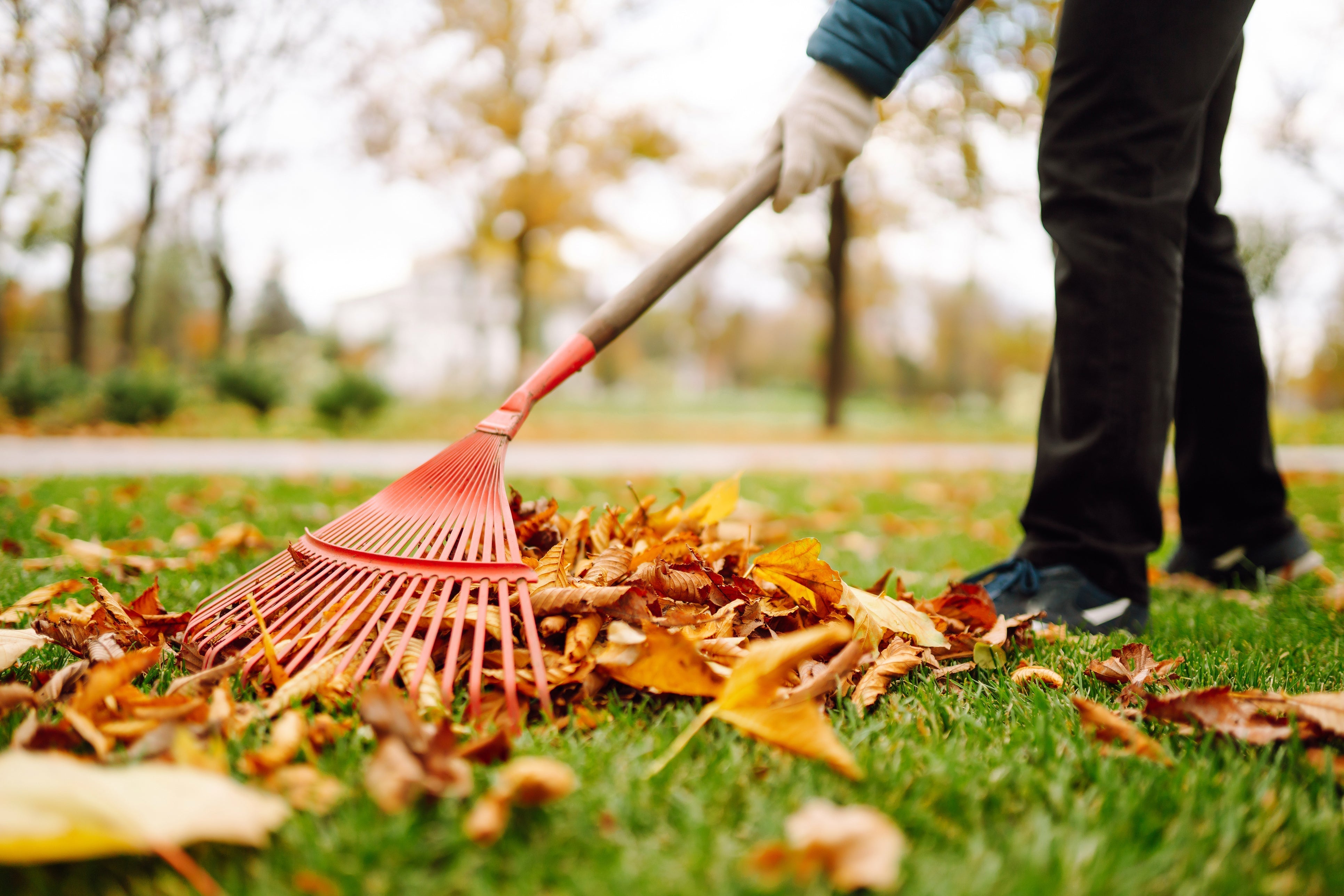 Rollrasenpflege, Rasenpflege, Rollrasenexperte, Garten, Gartenpflege, Profirasen, Rasen, Rasenexperte, Rasenblog, Blog, Blogbeitrag, Rasenwissen, Rasentipps, Herbst, Rasenpflege im Herbst, Laub, Kaliumdünger, Kalium