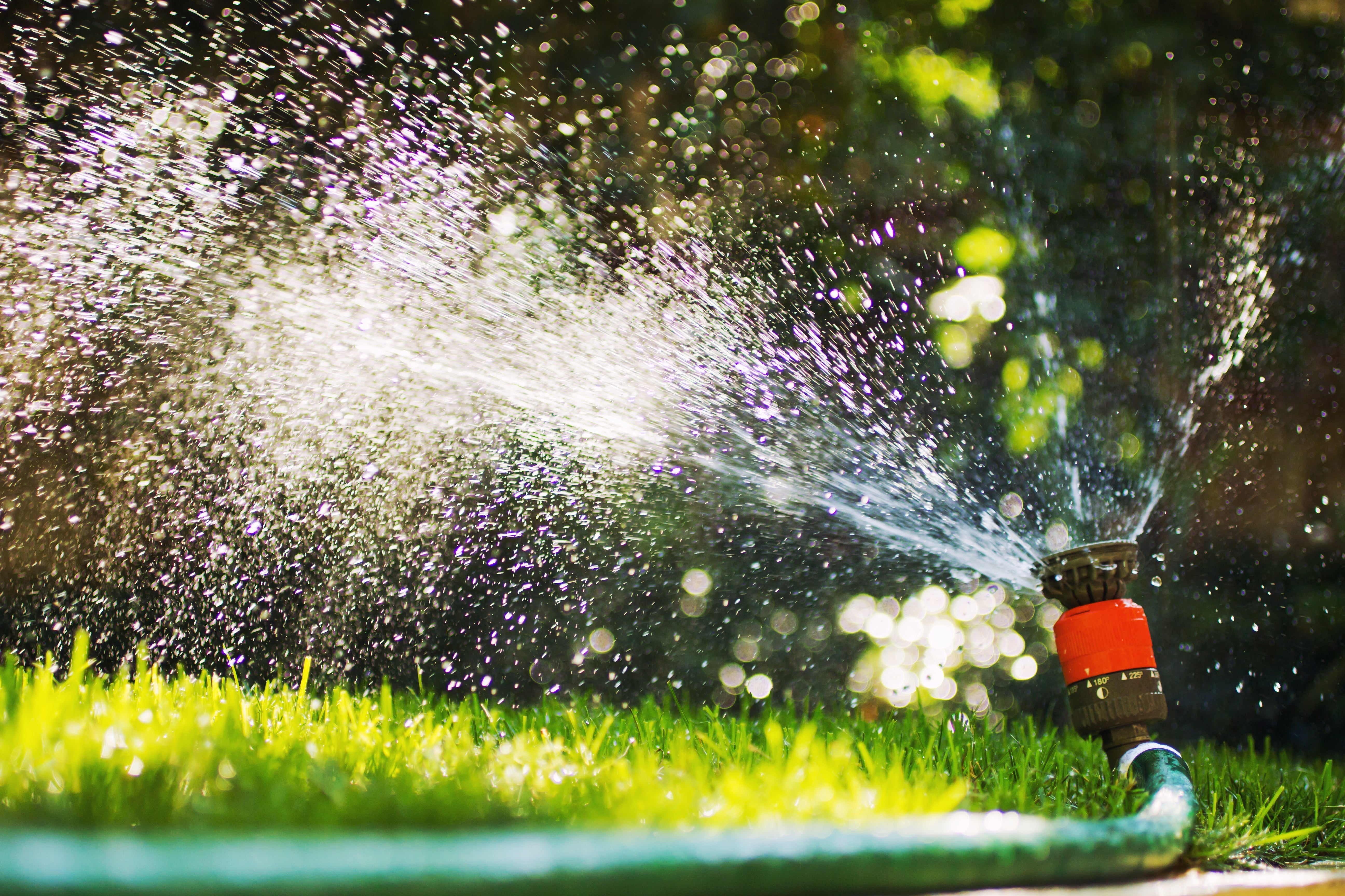 Rollrasenpflege, Rasenpflege, Rollrasenexperte, Garten, Gartenpflege, Profirasen, Rasen, Rasenexperte, Rasenblog, Blog, Blogbeitrag, Rasenwissen, Rasentipps, Rasen wässern, Beregnung