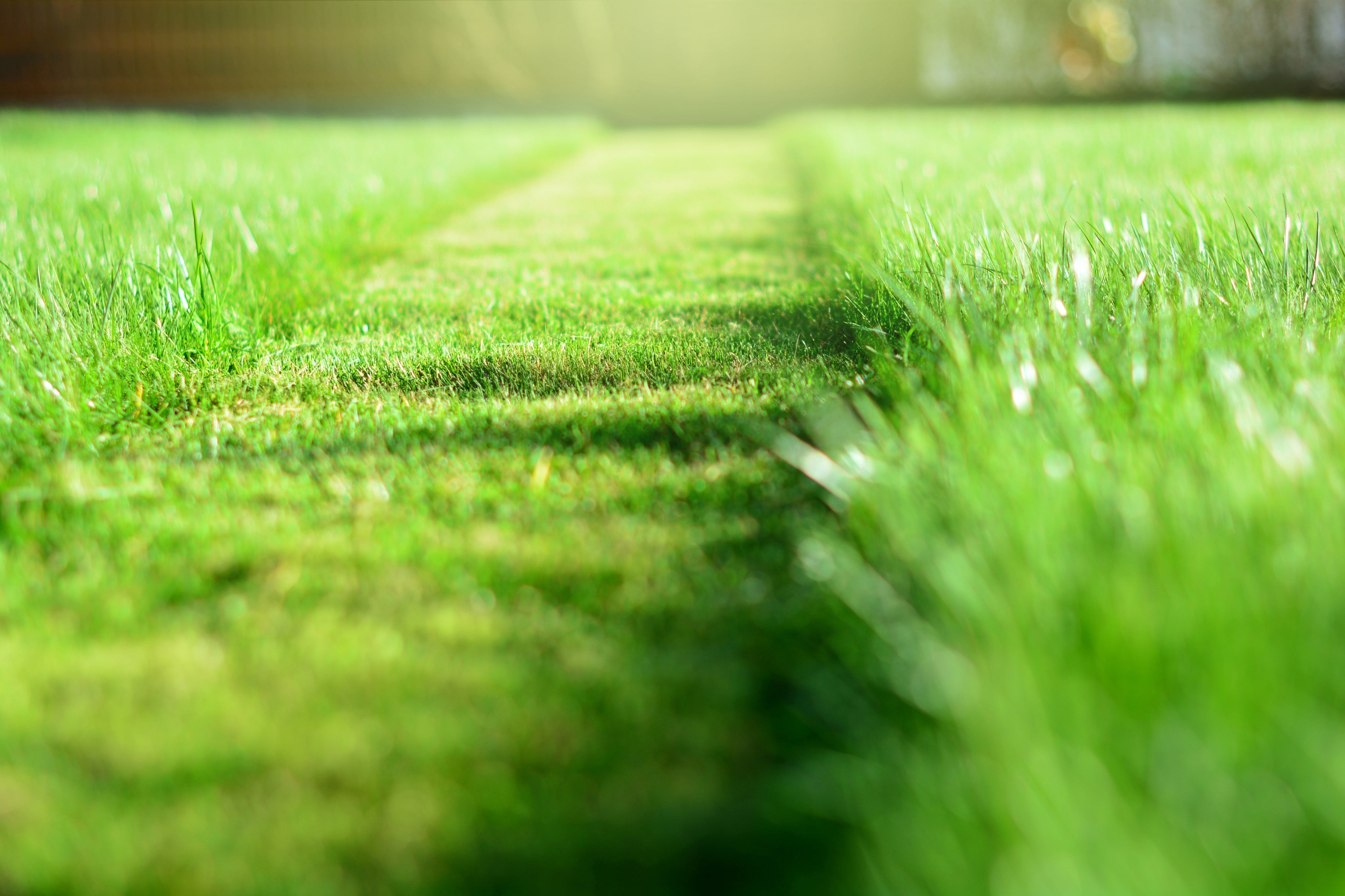 Rollrasenpflege, Rasenpflege, Rollrasenexperte, Garten, Gartenpflege, Profirasen, Rasen, Rasenexperte, Rasenblog, Blog, Blogbeitrag, Rasenwissen, Rasentipps, Schnitthöhe, Wie hoch Rasen mähen